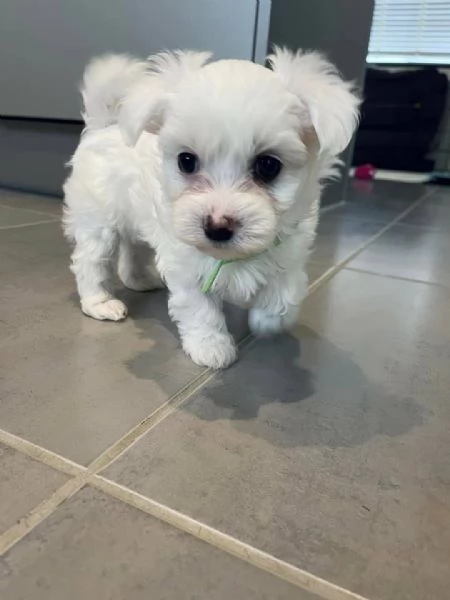 2Cuccioli di Maltese .