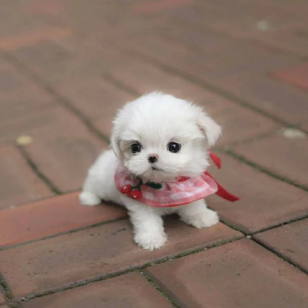  Toy  Cuccioli di Maltese allevati in casa
