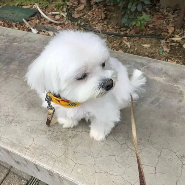   Cuccioli di Maltese toy da adottare.