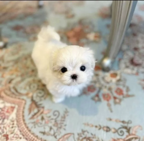  Bellissimi cuccioli di Maltese