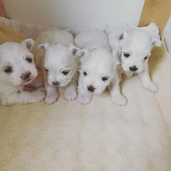  Eccellenti cuccioli di Maltese per case amorevoli.