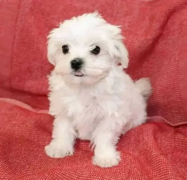   Cuccioli giocattolo Maltese