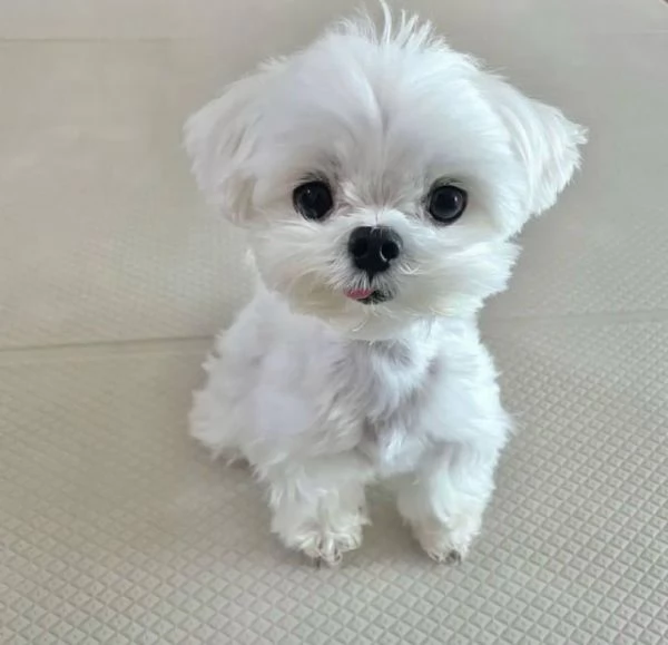   Cuccioli di Maltese toy .
