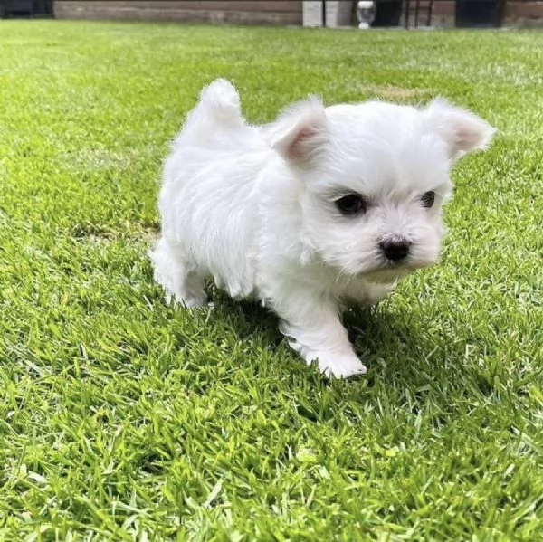  Splendidi cuccioli di Maltese