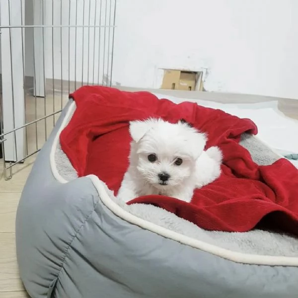  Cuccioli di Maltese maschi e femmine