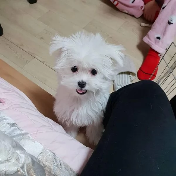   Cuccioli di Maltese