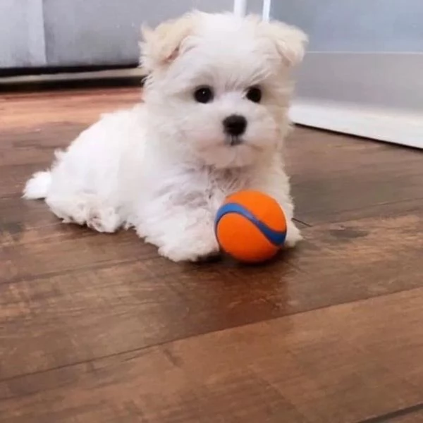  Cuccioli di Maltese sani e pronti a partire