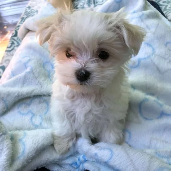  Cuccioli di Maltese di razza, registrati.