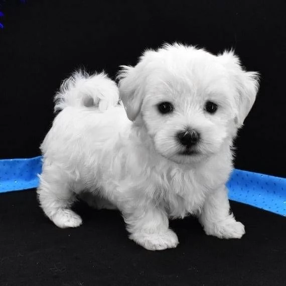  Toy Maltese, garanzia di salute
