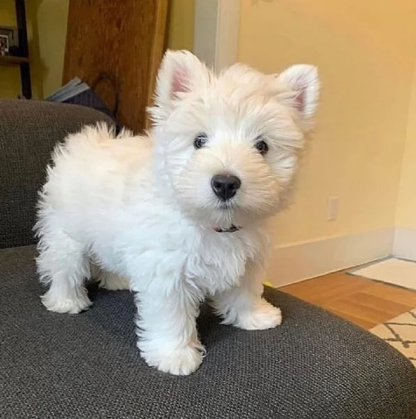   Cuccioli di Maltese puro per buone case