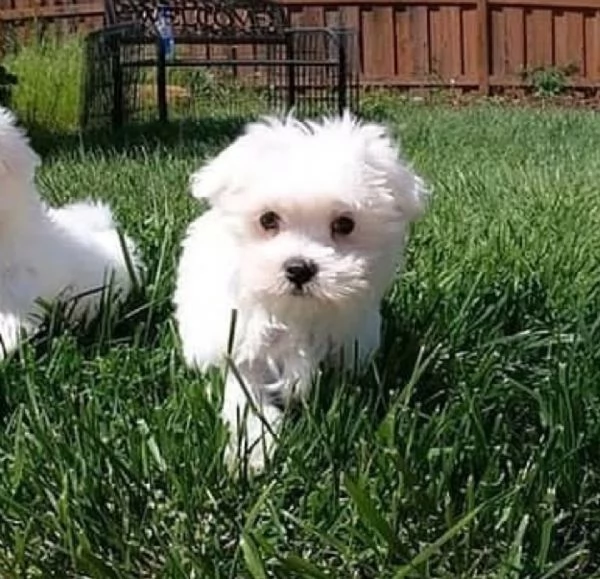   Cuccioli di Maltese 1 maschio e 1 femmina