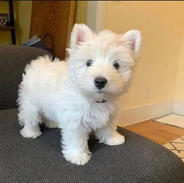  Bellissimi cuccioli di Maltese toy
