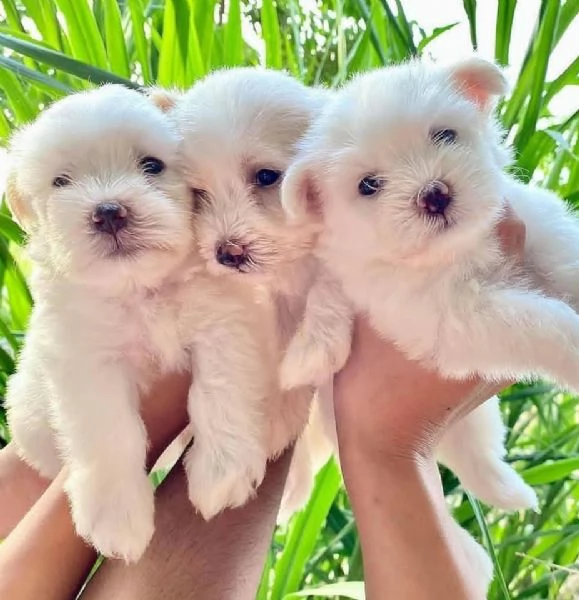  bellissimi cuccioli di Maltese