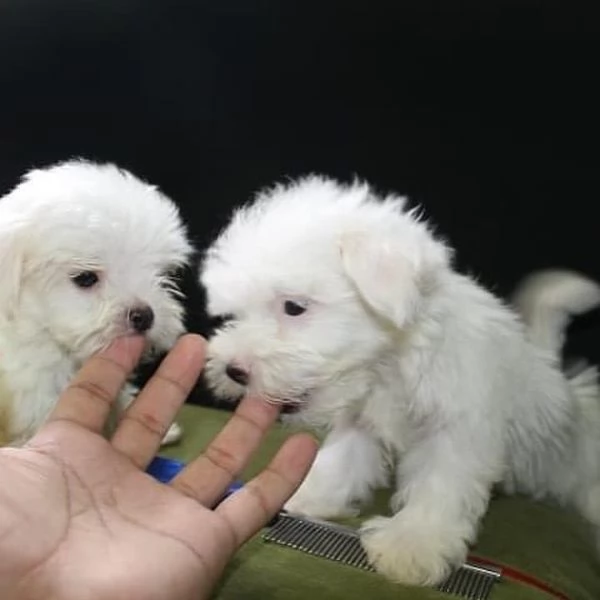   Cuccioli di Maltese registrati