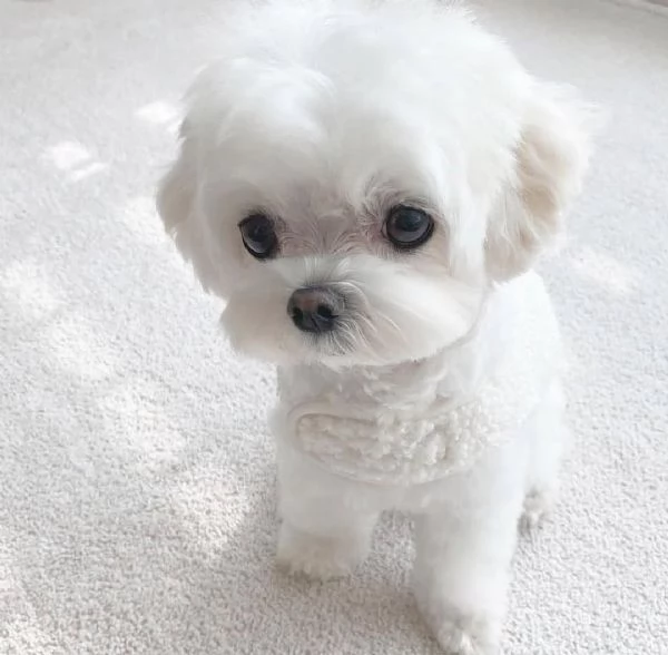  Cuccioli di Maltese carini e intelligenti