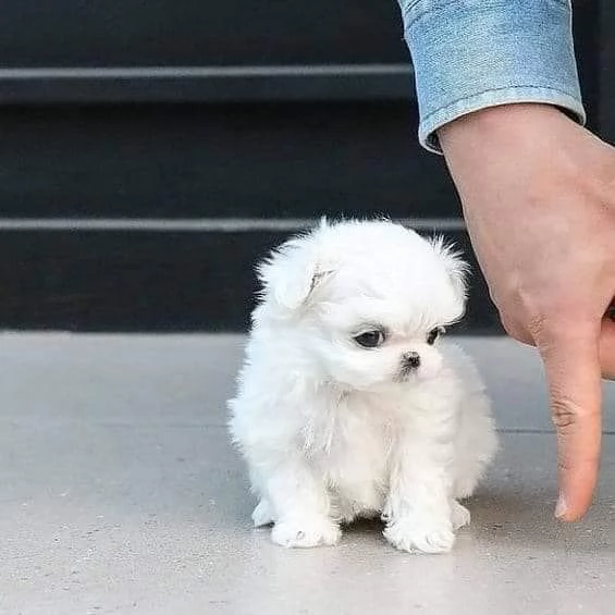   Pronti i cuccioli di Maltese in miniatura