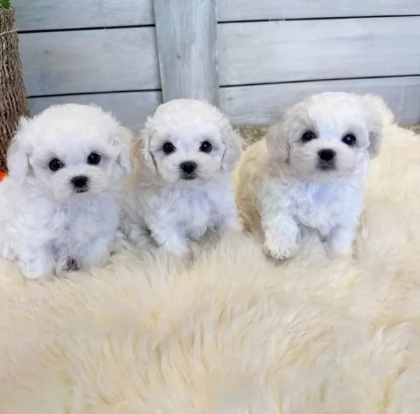  cuccioli di Maltese maschi e femmine per buone case.