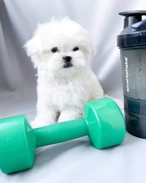  maschio e femmina cuccioli di Maltese Toy
