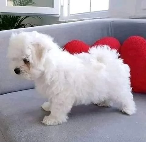   Cuccioli di Maltese  che vanno a casa.