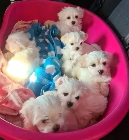   Cuccioli di Maltese in cerca di buone case