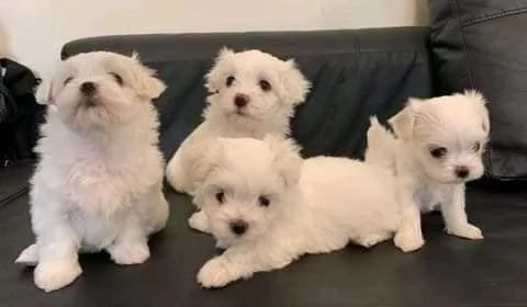   Cuccioli di Maltese toy .