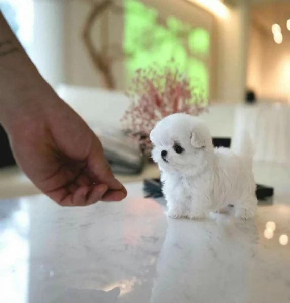  Adorabili cuccioli di Maltese.