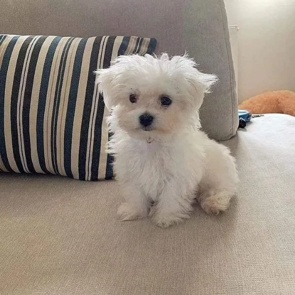   Cuccioli di Maltese pronti a partire