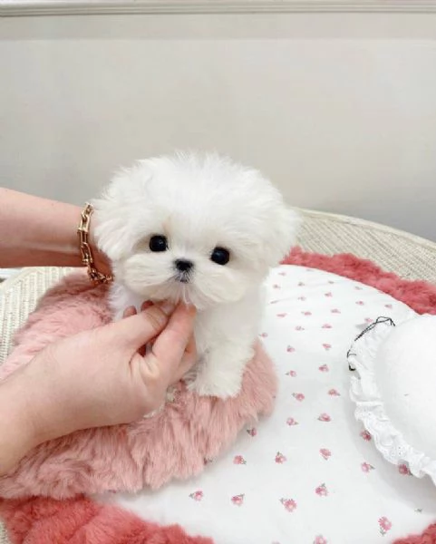   Cuccioli di Maltese