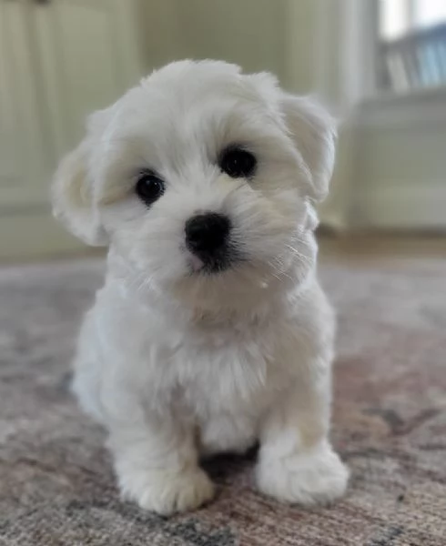  Bellissimi cuccioli di Maltese