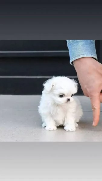 cuccioli di Maltese sani pronti a partire