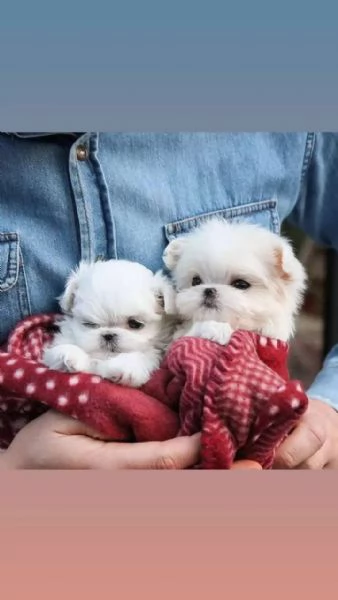  Cuccioli di Maltese mini