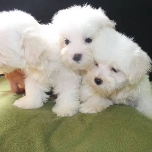  Cuccioli di Maltese molto sani disponibili