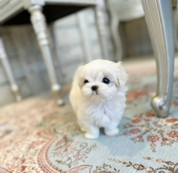  Bellissimi cuccioli di Maltese toy
