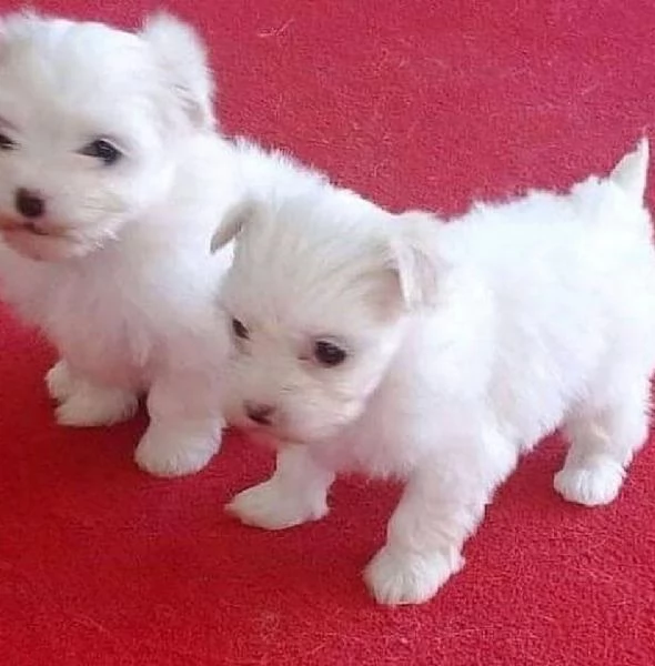  Bellissimi cuccioli di Maltese