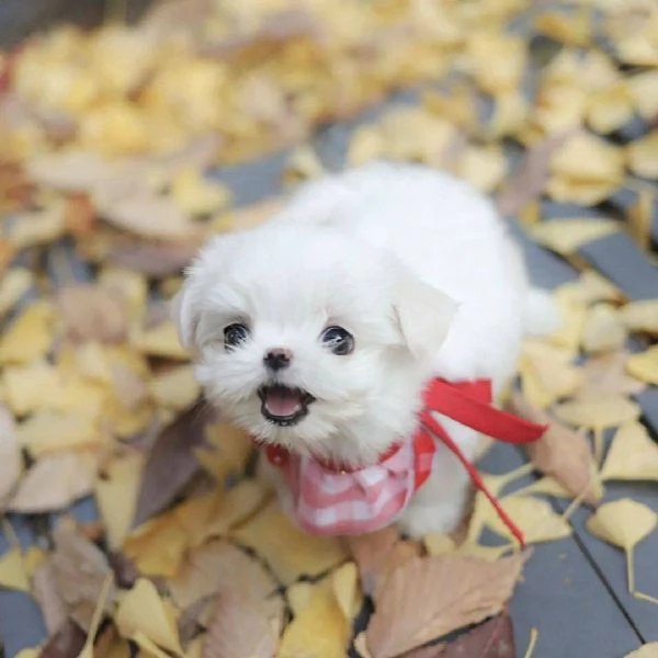  Cuccioli di Maltese registrati