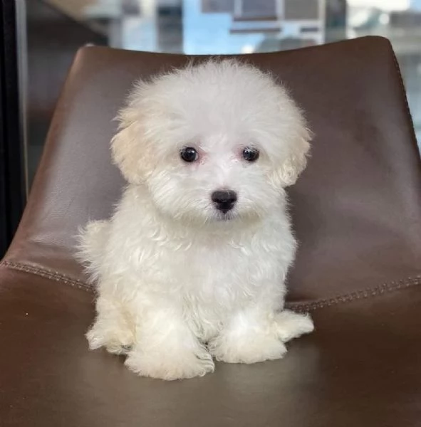 3  Cuccioli di Mini Maltese