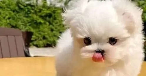   Cuccioli di Maltese registrati