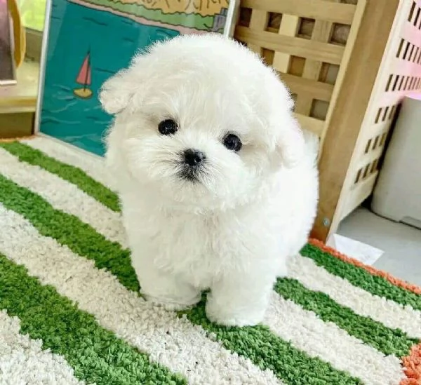  Cuccioli di Maltese allevati in casa