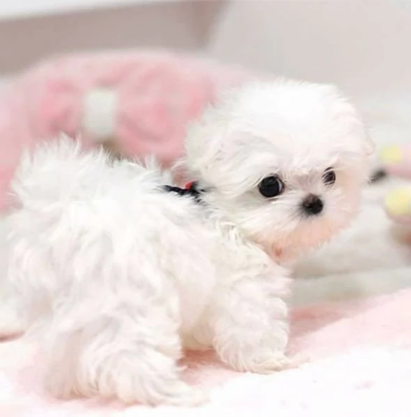  Adorabili cuccioli di Maltese di razza pura
