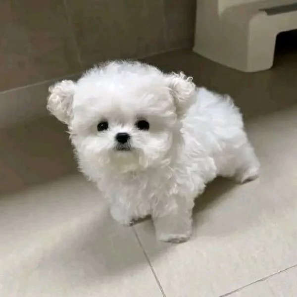  maschio e femmina Toy cuccioli di Maltese