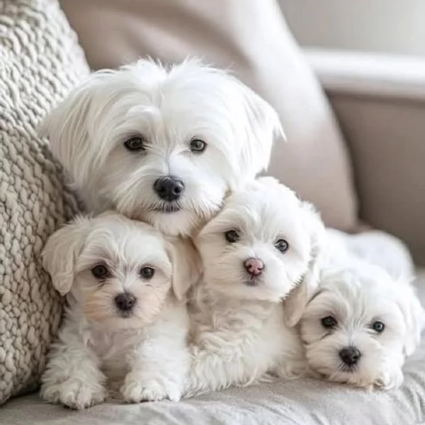  Adorabile cuccioli di Maltese 