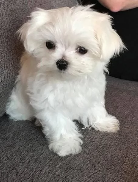   Cuccioli di Maltese purosangue