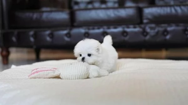   Cuccioli di Maltese puro per buone case