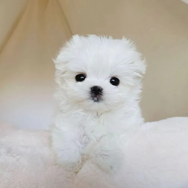  cuccioli di  Maltese!