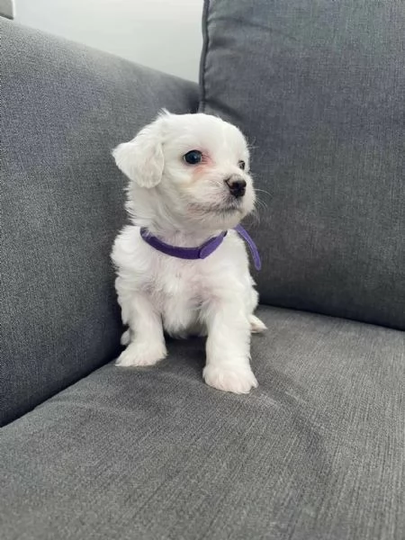   Cuccioli di Maltese di razza