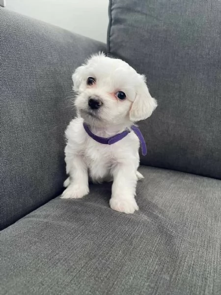  Adorabili cuccioli di Maltese.