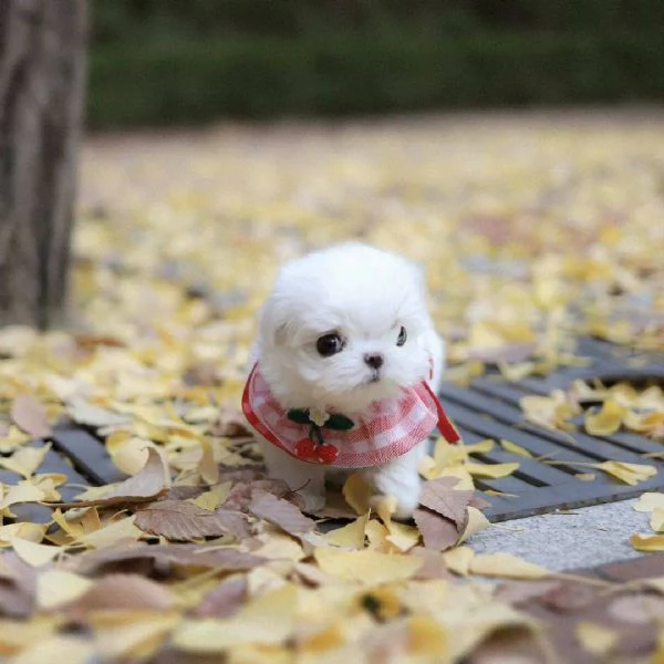   Cuccioli di Maltese toy .