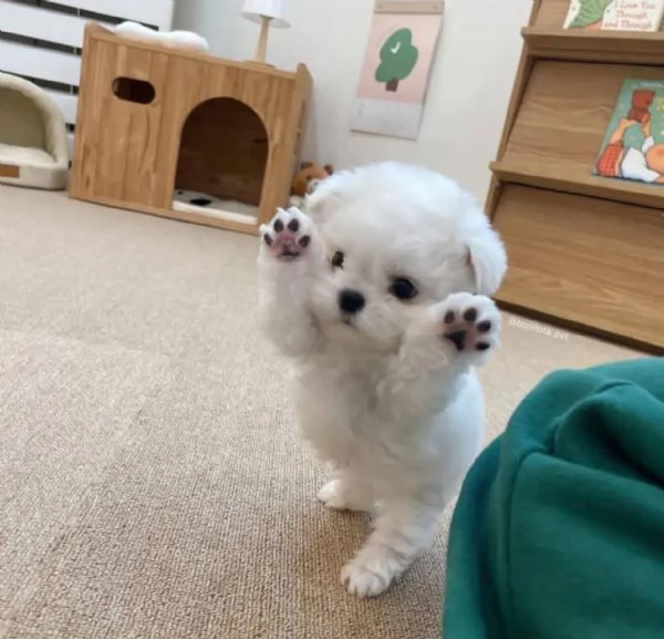   Cuccioli di Maltese che vanno a casa.