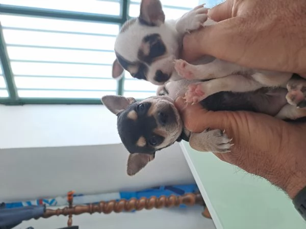 Chiuhuhua mini toy maschi  | Foto 0