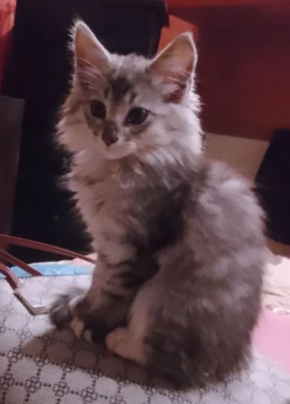 Tipo discendenza nonni norvegesi delle foreste 